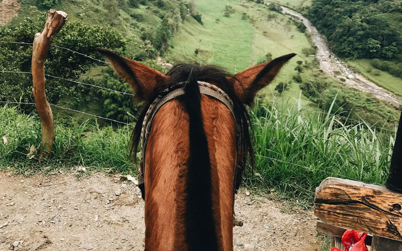 What I learned from Horse Leadership